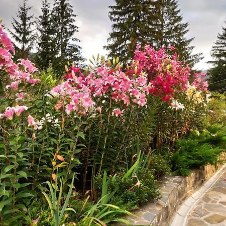 світанкове сяйво *