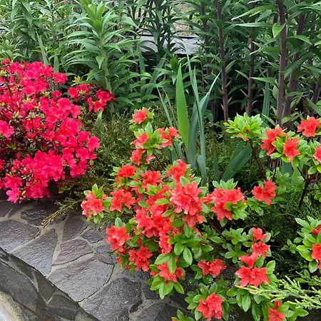 світанкове сяйво Yaremche