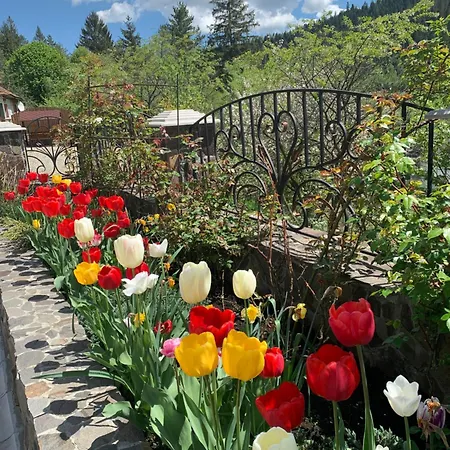 світанкове сяйво Lodge