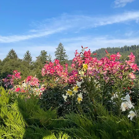 світанкове сяйво * Yaremche